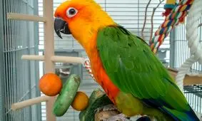 شهادت طوطی در دادگاه پذیرفته می‌شود؟