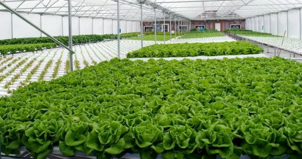 بیش از ۱۴۰ هکتار گلخانه در لرستان وجود دارد ‌