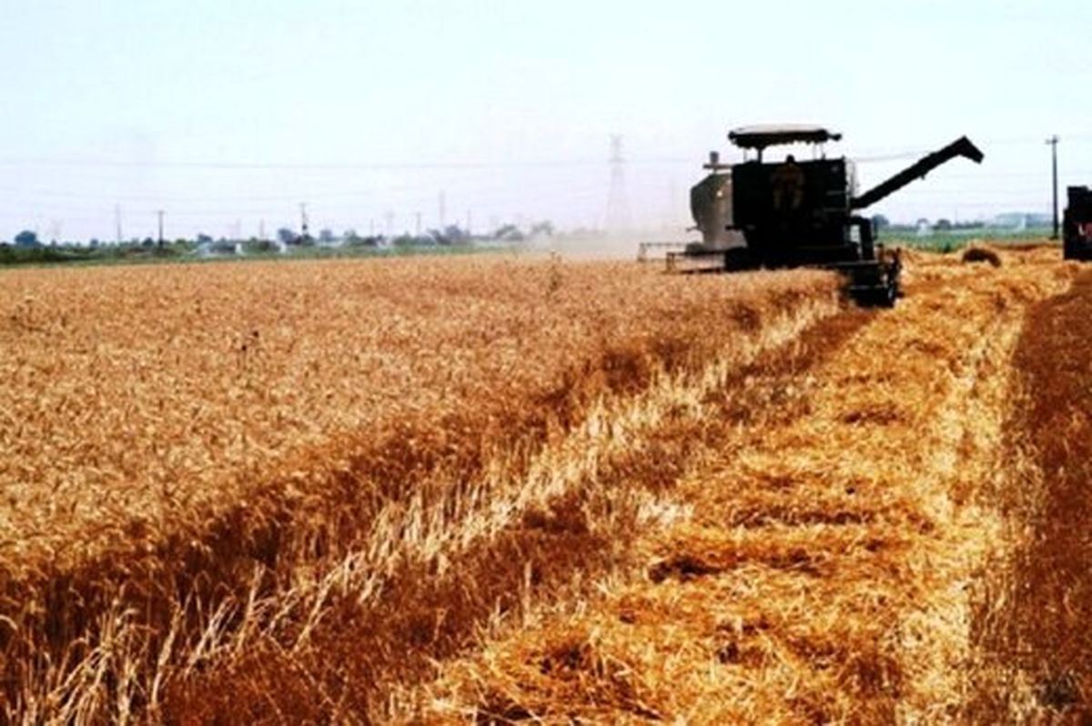 پیش بینی برداشت ۲۰ هزار تن محصول جو از مزارع خرم‌آباد