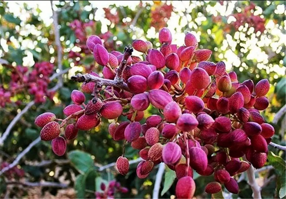 شهر پسته، خراسان رضوی از عایدات گردش مالی پسته محروم است