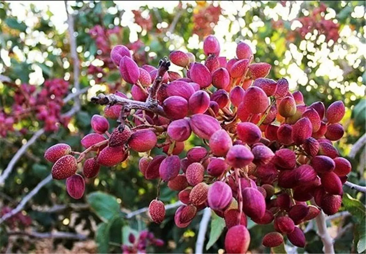 شهر پسته، خراسان رضوی از عایدات گردش مالی پسته محروم است