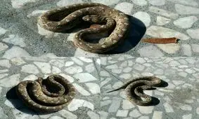 زنده‌گیری بیش از ۳۰ مار در خمینی‌شهر