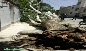 درخت کنده شده در گوشه خیابان+ تصویر