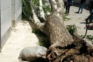 درخت کنده شده در گوشه خیابان+ تصویر