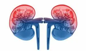 ۵ راه سالم نگه داشتن کلیه
