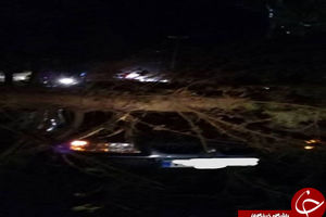 فیلمی از طوفان شدید در مازندران/ سرعت باد به 90 کیلومتر رسید/ درخت‌ها قطع شدند