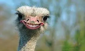 کنجکاوی شترمرغ پشت سر سیاستمدار اسپانیایی سوژه رسانه‌ها شد / فیلم