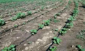 کشت نشائی خیار برای نخستین‌بار در بهار