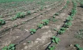 کشت نشائی خیار برای نخستین‌بار در بهار