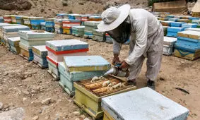 آلودگی کندوها به بیماری‌های زنبور در استان کرمان کمتر از حد انتظار