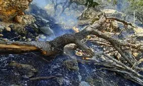 بیش از ۲۰۰ هکتار از جنگل های گچساران در آتش سوخت