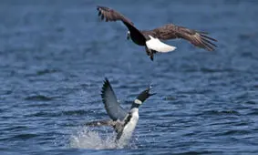 در نبرد پرندگان، کانادا، آمریکا را شکست داد