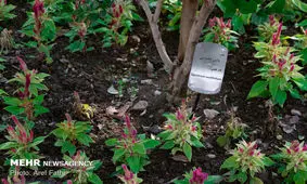 خسارت دیدگان رسته گل و گیاه زینتی تسهیلات دریافت می‌کنند