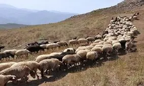 میزان تولید گوشت عشایر خراسان شمالی 20 درصد افزایش می یابد