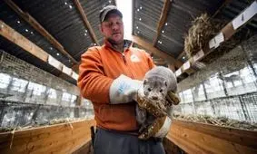 گمانه‌زنی جدید WHO درباره انتقال کرونا از نوعی راسو به انسان