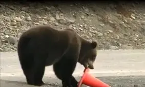 شما که ورود ممنوع می‌روی، از این خرس یاد بگیر!/ فیلم