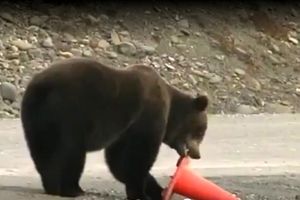 شما که ورود ممنوع می‌روی، از این خرس یاد بگیر!/ فیلم