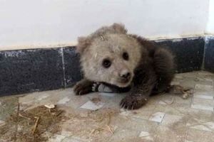 تحویل یک قلاده توله خرس به اداره حفاظت محیط زیست باغملک