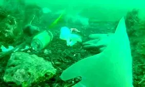 جمع‌آوری ماسک و دستکش‌ها از کف دریای مدیترانه