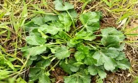 اینفوگرافی| بیماری فاسیولا در کمین مردم از طریق خوردن سبزی محلی