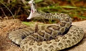 زنده‌گیریِ یک مار افعی از داخل پراید/ فیلم