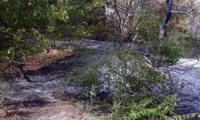 عامل آتش‌سوزی جنگل دز دستگیر شد