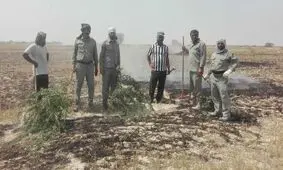 آتش‌سوزی در منطقه حفاظت‌شده مُند استان بوشهر مهار شد