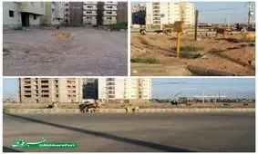 چرا کسی به فکر جمع آوری سگ‌های ولگرد نیست؟