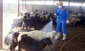 دامپزشکی گلستان درباره احتمال وقوع تب کریمه کنگو هشدار داد