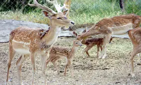 زادآوری گوزن زرد، گرگ و گاو میش در پارک وحش اراک