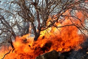 هشدار محیط زیست درباره آتش سوزی مراتع و جنگل‌ها با گرم شدن هوا
