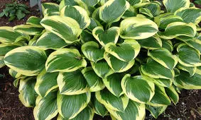 گل هوستا، زیباترین گیاه همیشه سبز