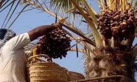 پیش بینی برداشت ۱۴۰ هزار تن خرما از نخیلات هرمزگان