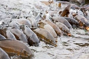 پیش بینی تولید ۷.۵ میلیون قطعه انواع کپور ماهیان در آذربایجان غربی