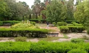 ماجرای قطع درختان در نیروگاه بندرعباس از داعیه تا واقعیت