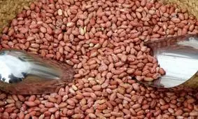 پیش بینی تولید ۱۱ هزار تن بادام زمینی در استان گیلان