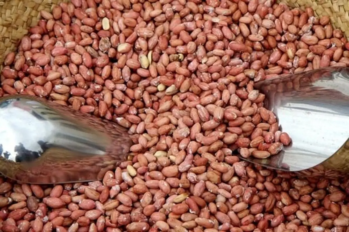 پیش بینی تولید ۱۱ هزار تن بادام زمینی در استان گیلان