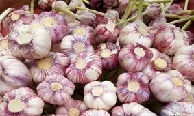 برداشت ۶۸۰۰ تن سیر خشک در سطح ۴۰۰ هکتار در شهرستان آذرشهر