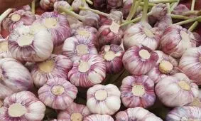 برداشت ۶۸۰۰ تن سیر خشک در سطح ۴۰۰ هکتار در شهرستان آذرشهر