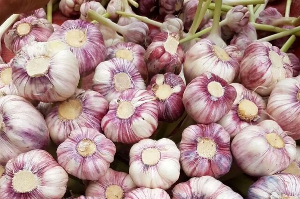 برداشت ۶۸۰۰ تن سیر خشک در سطح ۴۰۰ هکتار در شهرستان آذرشهر