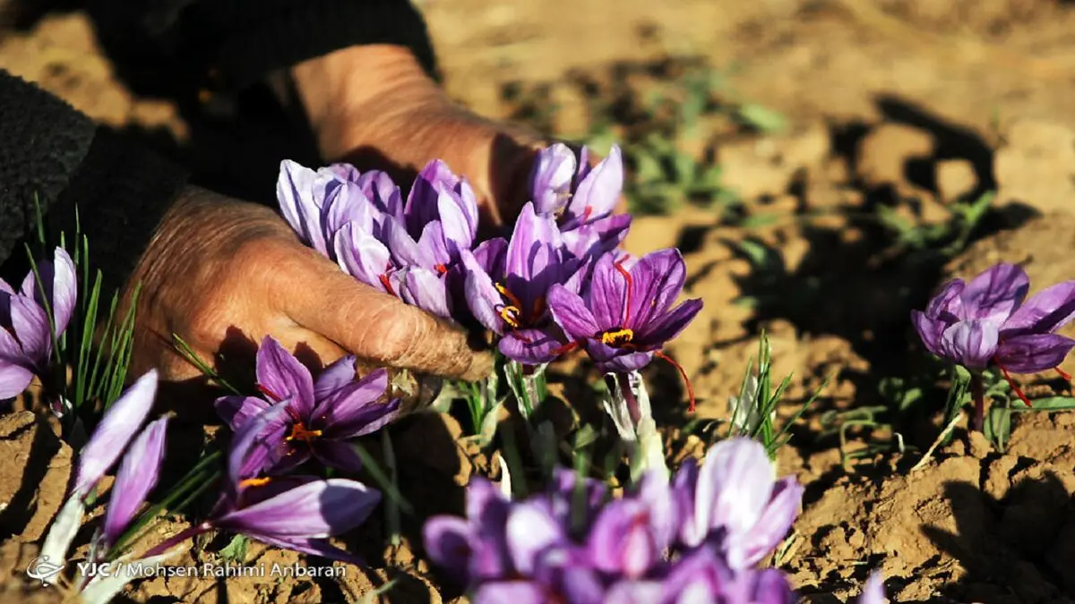 طلای سرخ ارزان شد؛ ۸۵ درصد زعفران تولیدی صادراتی است