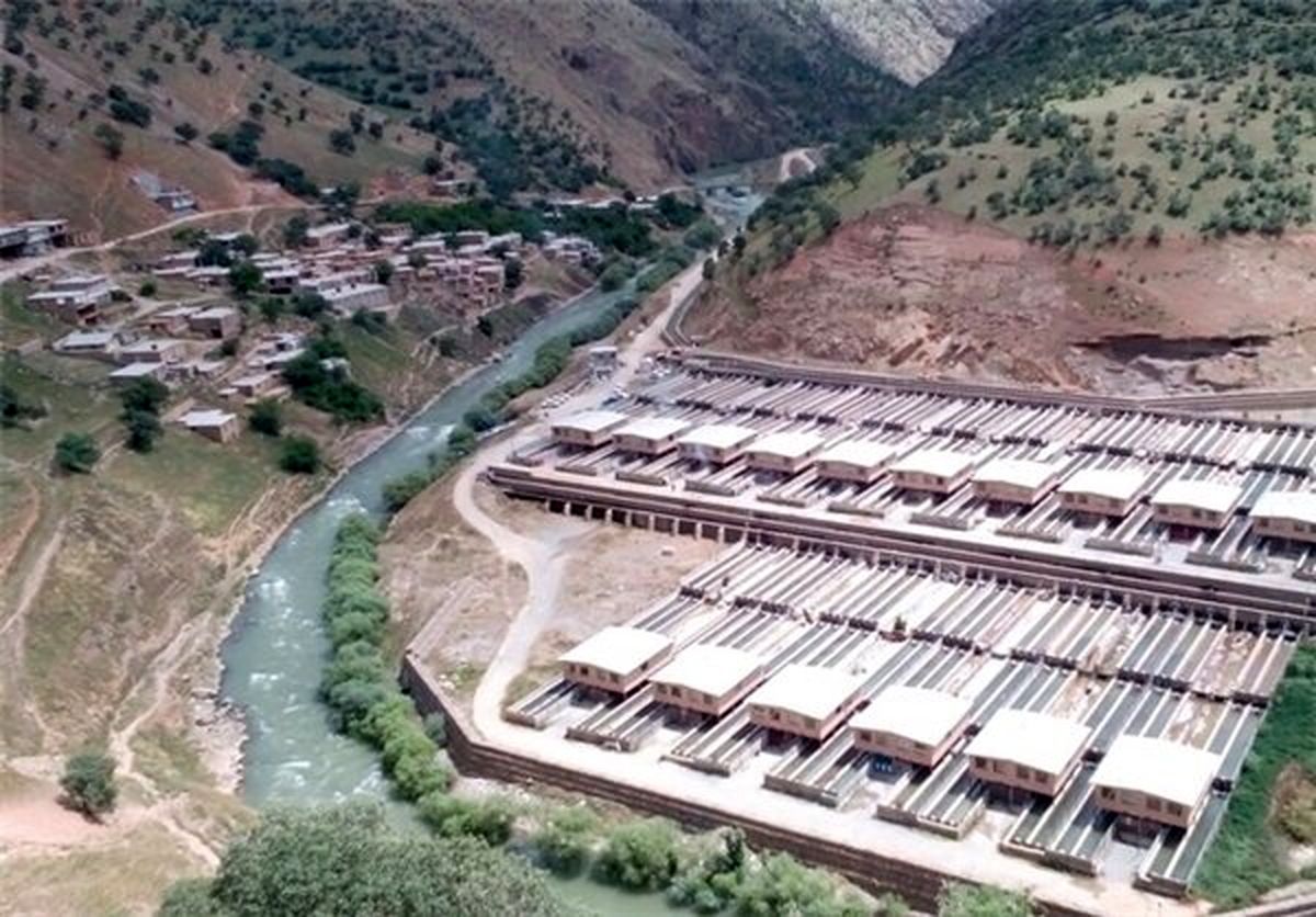 تولید ماهی در کردستان افزایش مییابد
