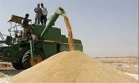 خرید گندم در لرستان به ۳۰ هزار تُن رسید
