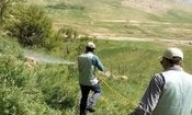 هجوم ملخ‌های صحرایی به نهبندان افزایش یافت/کمبود تجهیزات برای مقابله با ملخ‌ها