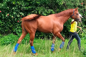 اسب مسابقه‌ای مشهور و محبوب ونزوئلا کشته و خورده شد
