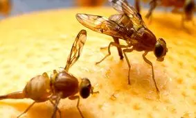 مصرف شکر شما را پُرخورتر می‌کند