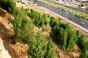 ۴۰ هکتار درختکاری در کمربند سبز یزد اجرا شد