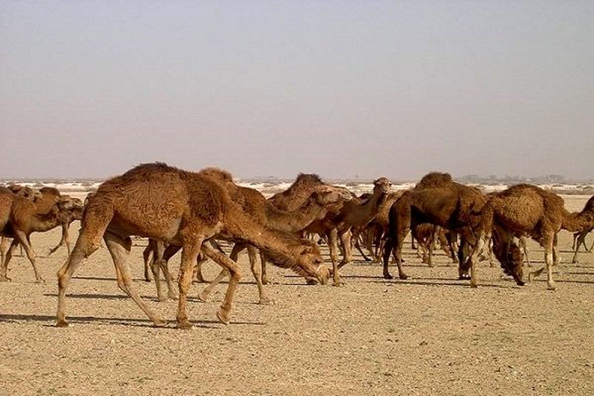 افزایش مصرف گوشت شتر در چهارمحال و بختیاری