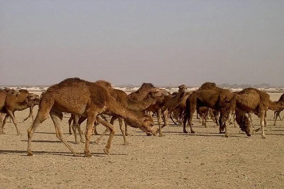 افزایش مصرف گوشت شتر در چهارمحال و بختیاری