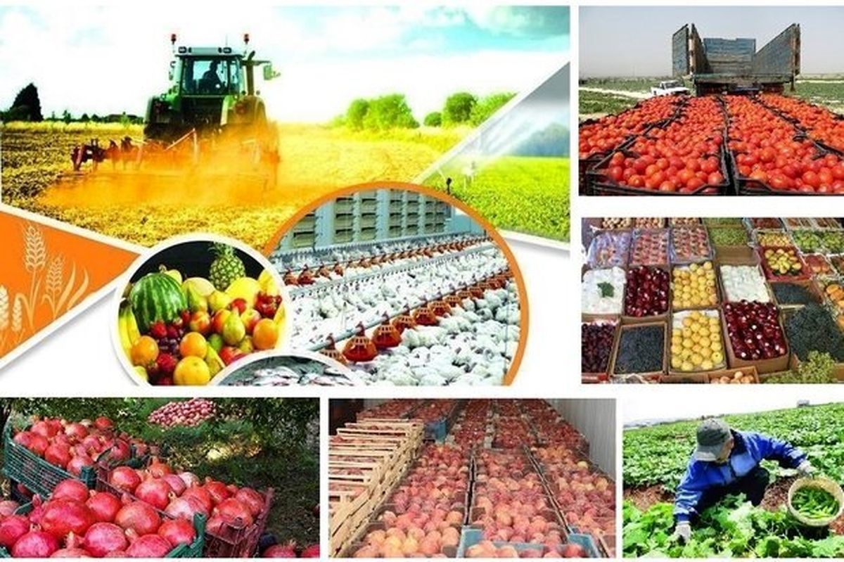 بیش از ۶.۵ میلیون تن محصولات کشاورزی در استان کرمان تولید میشود